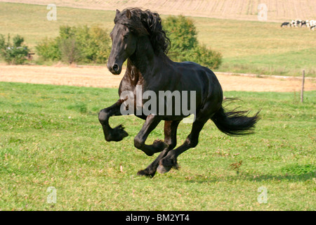 Rennender friese / course friesian Banque D'Images