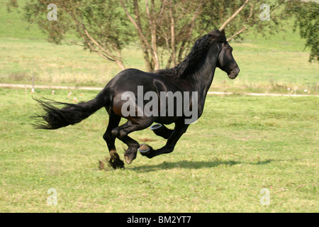 Rennender friese / course friesian Banque D'Images