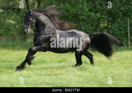 Rennender friese / course friesian Banque D'Images