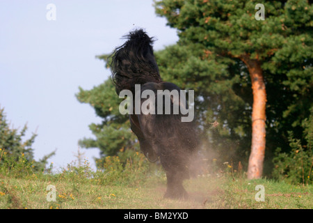 Rennender Friese / course friesian Banque D'Images
