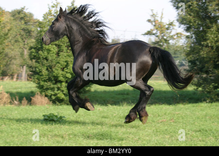 Rennender Friese / course friesian Banque D'Images
