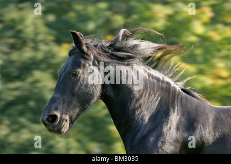 Rennender Friese / course friesian Banque D'Images