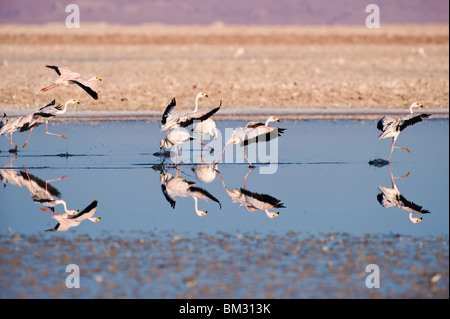 Puna ou James (phoenicoparrus jamesi) flamants en vol, Chili Banque D'Images