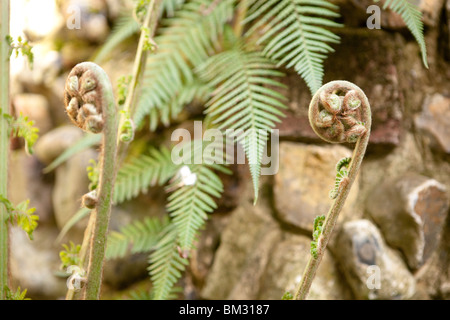 Dicksonia antarctica fougère arborescente mou uncurling pousses Banque D'Images