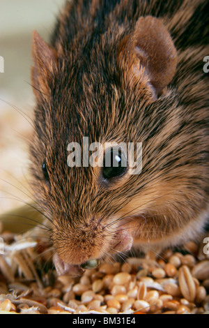 Streifenmaus beim Fressen / souris manger Banque D'Images