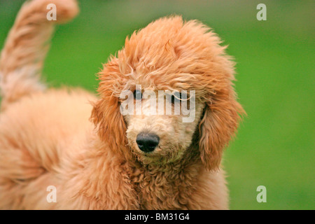 Pudel caniche / Portrait Banque D'Images