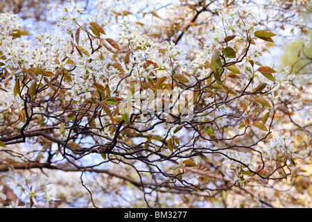 Le service Shadblow shadbush berry Amelanchier lamarckii blanc fleur de printemps Banque D'Images
