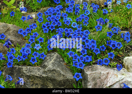 Gentiane bleue fleurs de printemps Gentiana acaulis Banque D'Images