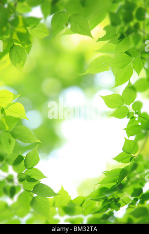 Feuilles vert Banque D'Images