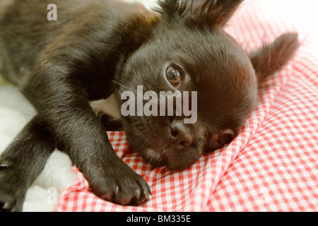 Chien de race Banque D'Images