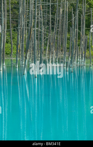 Les troncs des arbres dans l'étang bleu, Biei town, Hokkaido Prefecture, Japan Banque D'Images