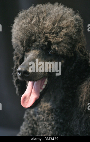 Pudel caniche / Portrait Banque D'Images