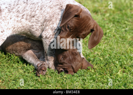 Deutsch Kurzhaar/ Welpen Chiots Braque Allemand Banque D'Images