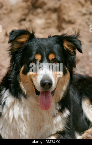 Border Collie Border Collie Mischling Portrait / Portrait bâtard Banque D'Images