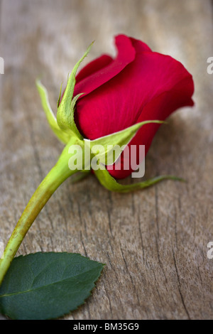 Rose rouge de vieux bois de teck, de l'amour romantique printemps métaphore Banque D'Images