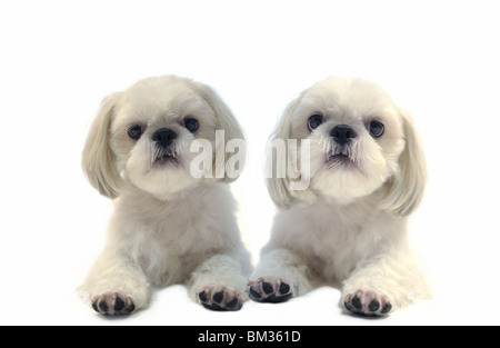 Deux chiens Shih Tzu Banque D'Images