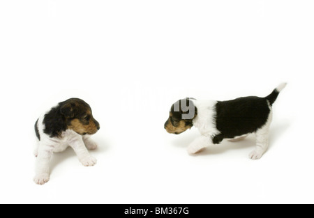 Wire fox terrier chiots, fond blanc Banque D'Images