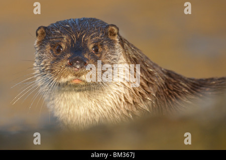 Rivière européenne loutre (Lutra lutra). Un adulte fait une pause après avoir émergé de la rivière, portrait. Banque D'Images