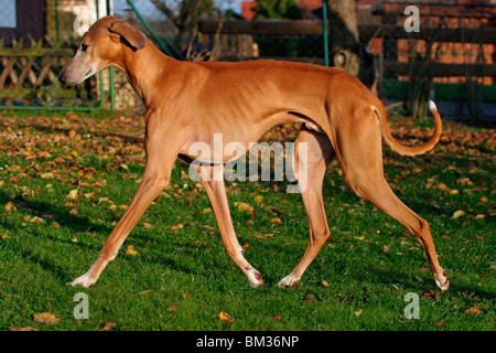 Trabender / Azawakh Azawakh trot Banque D'Images