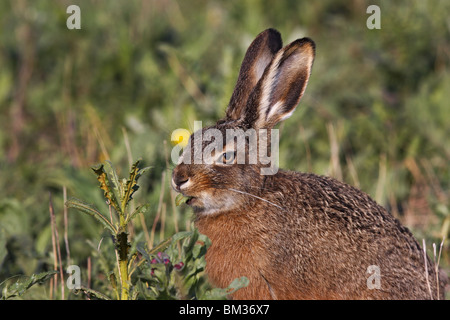 Feldhase, européen, lièvre, Lepus europaeus, Banque D'Images