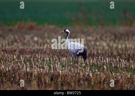 Kranich Crane, Grus grue commune, européenne, Banque D'Images