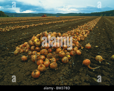 Oignons récoltés, Hokkaido Prefecture, Japan Banque D'Images