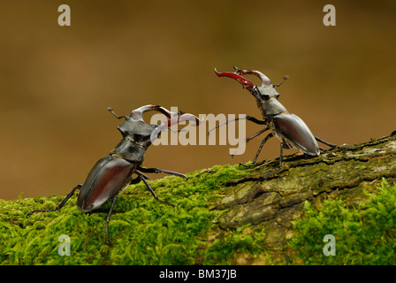 Stag Beetle (Lucanus cervus). Trois mâles wrestling sur les femmes sur Mossy Oak dans habitat boisé, aux Pays-Bas. Banque D'Images