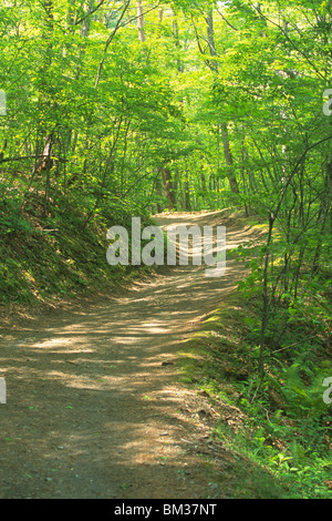 Sentier en forêt, Karuizawa, Nagano Prefecture, Honshu, Japan Banque D'Images