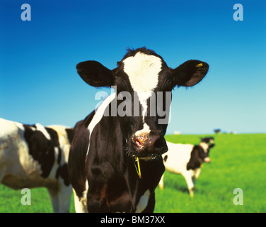 Les vaches dans le champ, Betsukai town, Hokkaido Prefecture, Japan Banque D'Images