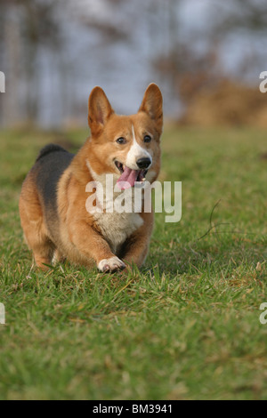 Rennender / course Welsh Corgi Pembroke Banque D'Images