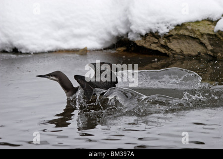 Prachttaucher,jiujitsu, plongée, Gavia arctica à gorge noire,,, Loon Banque D'Images