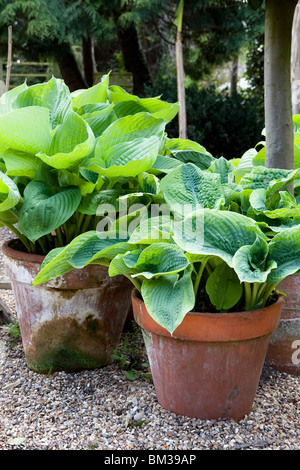 De grands pots de terre cuite de Hosta en mai en pleine croissance Banque D'Images