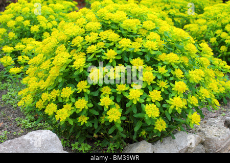 L'euphorbe coussin Euphorbia epithymoides jaune fleur de printemps Banque D'Images