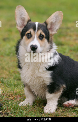 Sitzender / salon Welsh Corgi Pembroke Banque D'Images