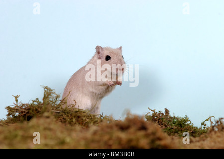 Mongolische Wüstenrennmaus / souris mongol Banque D'Images