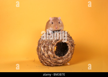 Mongolische Wüstenrennmaus im Hamsterball / Gerbille Banque D'Images