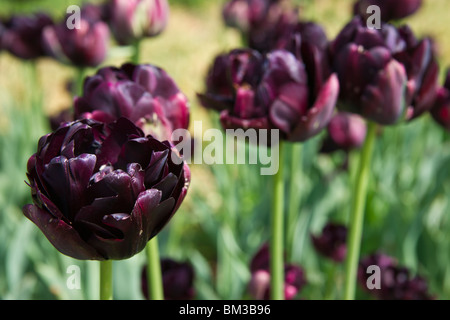 Un gros plan de tulipes Black Hero en fleurs prises en Hollande Michigan de dessus vue de dessus personne haute résolution Banque D'Images