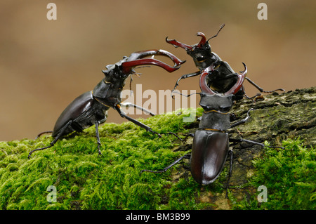 Stag Beetle (Lucanus cervus). Trois mâles wrestling sur les femmes sur Mossy Oak dans habitat boisé, aux Pays-Bas. Banque D'Images