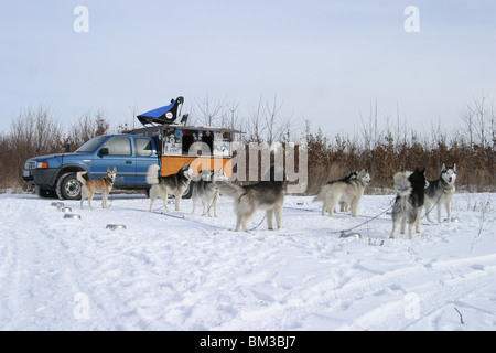 Sibirien am Huskies jalonner Banque D'Images