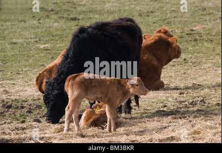 Une vache et son veau pâturage sur Dartmoor. Banque D'Images