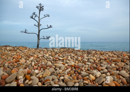 Agave arbre qui grandit dans une plage méditerranéenne Rolling Stone Banque D'Images