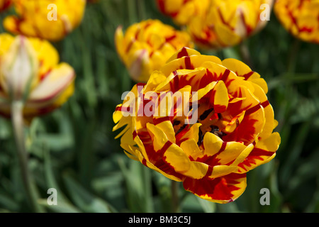 Un gros plan de tulipes Bonanza jaunes en fleurs prises en Hollande Michigan de dessus vue de dessus personne haute résolution Banque D'Images