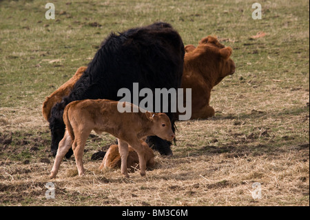 Un jeune veau et sa mère à Dartmoor. Banque D'Images