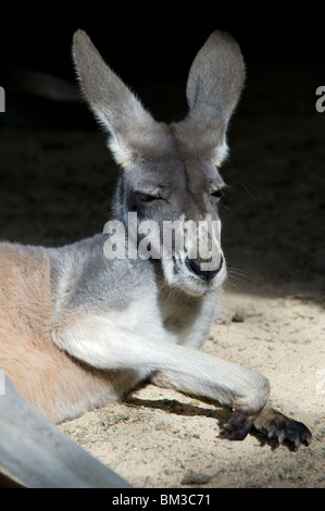 Un kangourou au Featherdale Wildlife Centre près de Sydney, New South Wales, Australia Banque D'Images