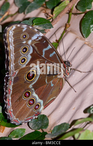 Morpho peleides (Blue Morpho Butterfly) assis sur les feuilles de la plante lantana. Banque D'Images