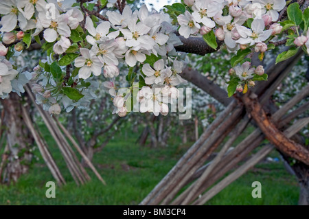 Cette belle photo de paysage est le printemps dans un verger qui est en pleine floraison. Les propriétés sont se pencha dans les arbres. Banque D'Images