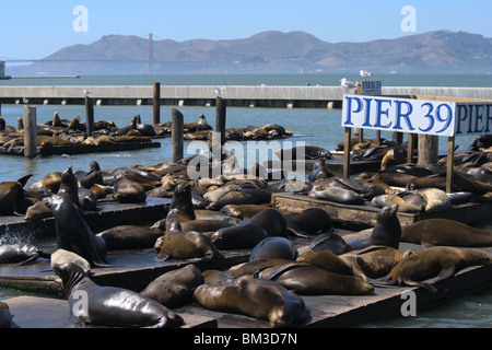 Otaries de Californie au Pier 39 Fisherman's Wharf San Francisco Banque D'Images