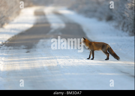 Le renard roux (Vulpes vulpes), homme traversant une route, aux Pays-Bas. Banque D'Images