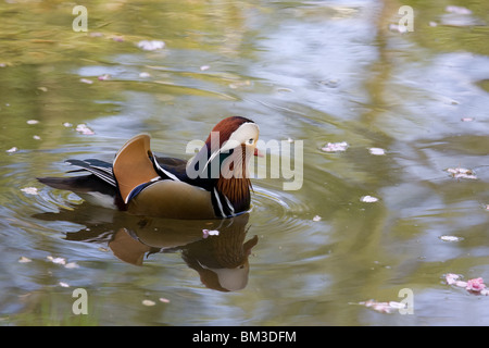 Canard mandarin sur un étang Banque D'Images