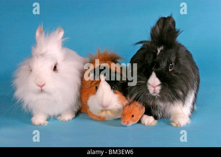 Löwenköpfchen Rosettenmeerschwein, & Hamster / lapins, hamster et cobaye Banque D'Images